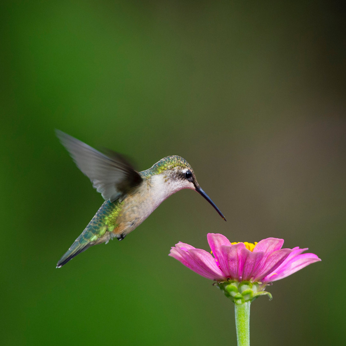 hummingbird and pink flower