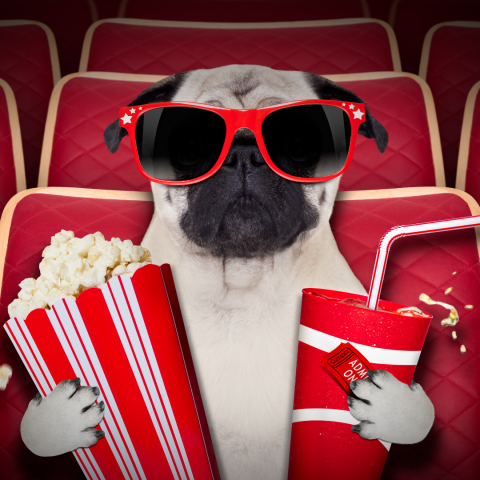 dog wearing sunglasses holding a soda and popcorn at a movie theatre