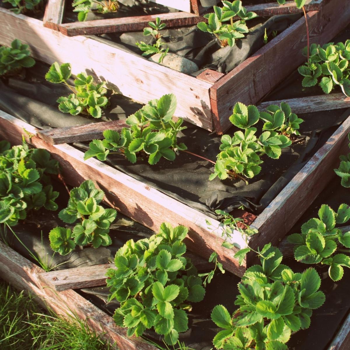 Raised Garden Beds