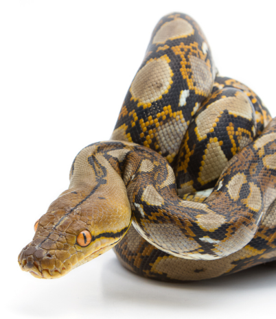 boa constrictor with white background